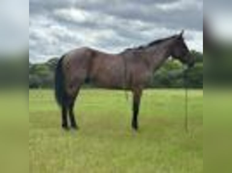American Quarter Horse Wallach 12 Jahre 160 cm Roan-Bay in Dawson GA