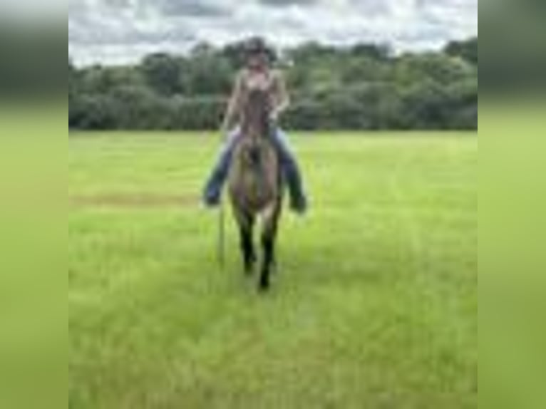 American Quarter Horse Wallach 12 Jahre 160 cm Roan-Bay in Dawson GA