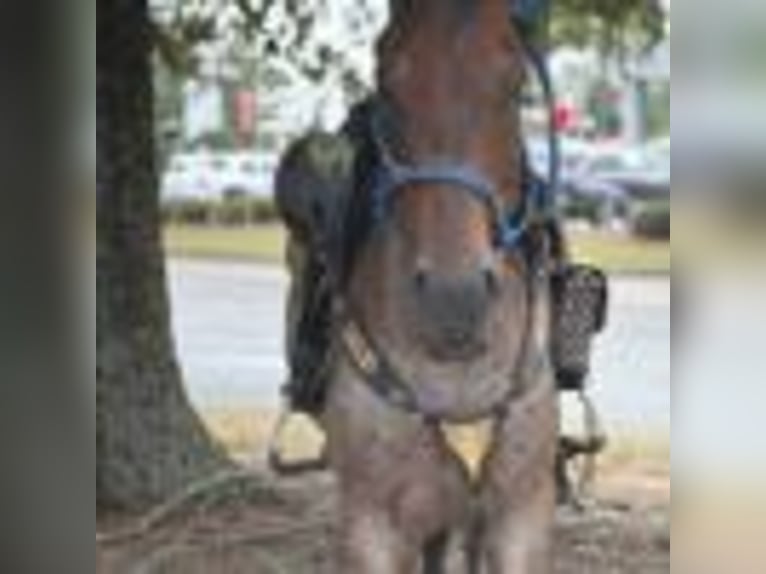 American Quarter Horse Wallach 12 Jahre 160 cm Roan-Bay in Dawson GA