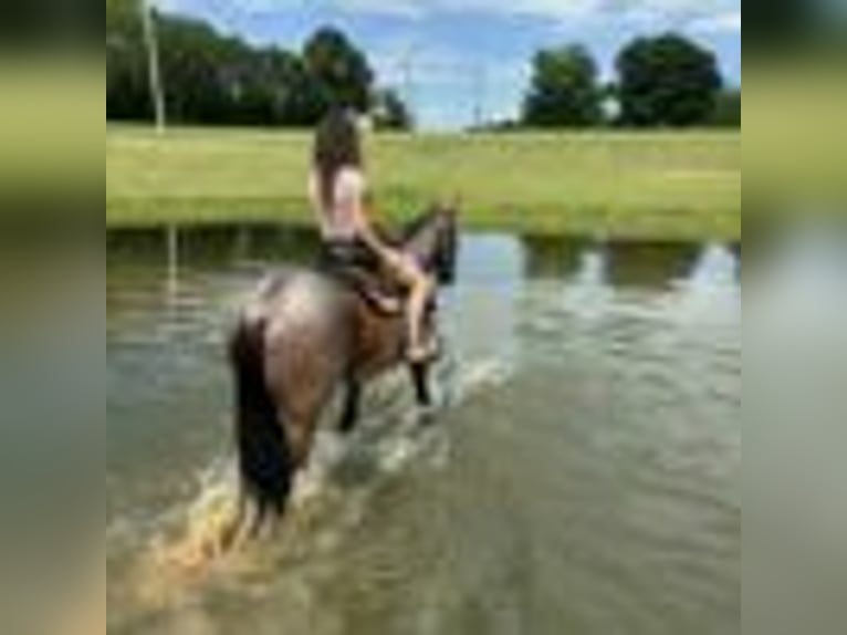 American Quarter Horse Wallach 12 Jahre 160 cm Roan-Bay in Dawson GA