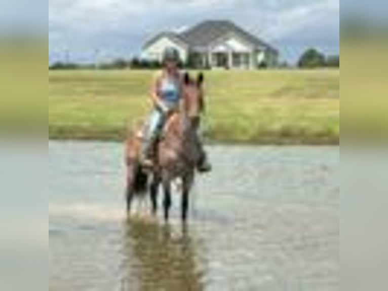 American Quarter Horse Wallach 12 Jahre 160 cm Roan-Bay in Dawson GA