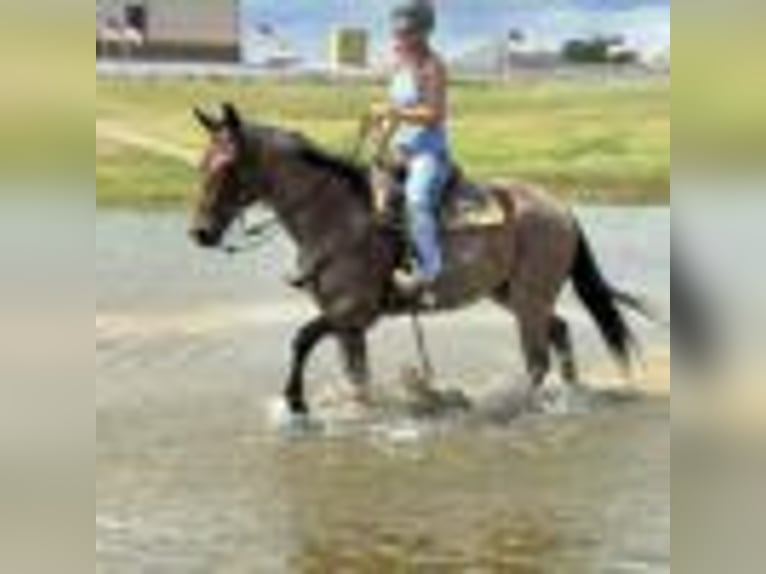 American Quarter Horse Wallach 12 Jahre 160 cm Roan-Bay in Dawson GA