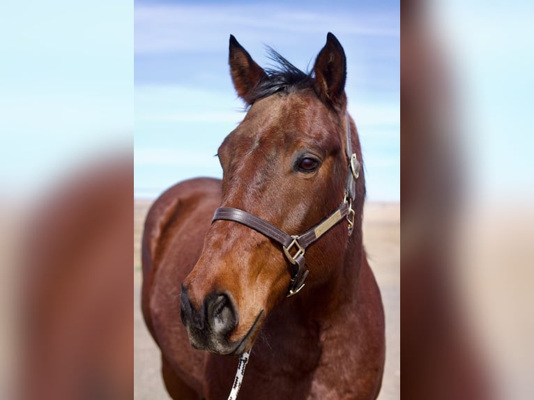 American Quarter Horse Wallach 12 Jahre 160 cm Roan-Bay in Fort Collins