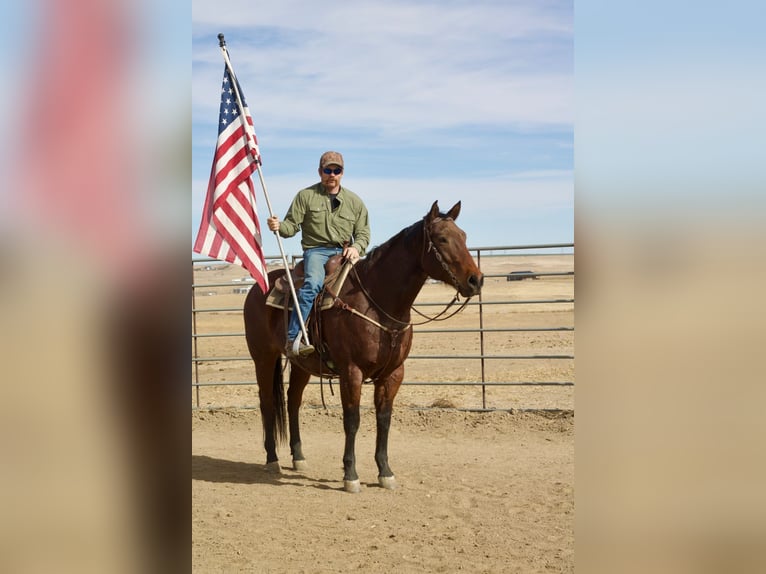 American Quarter Horse Wallach 12 Jahre 160 cm Roan-Bay in Fort Collins