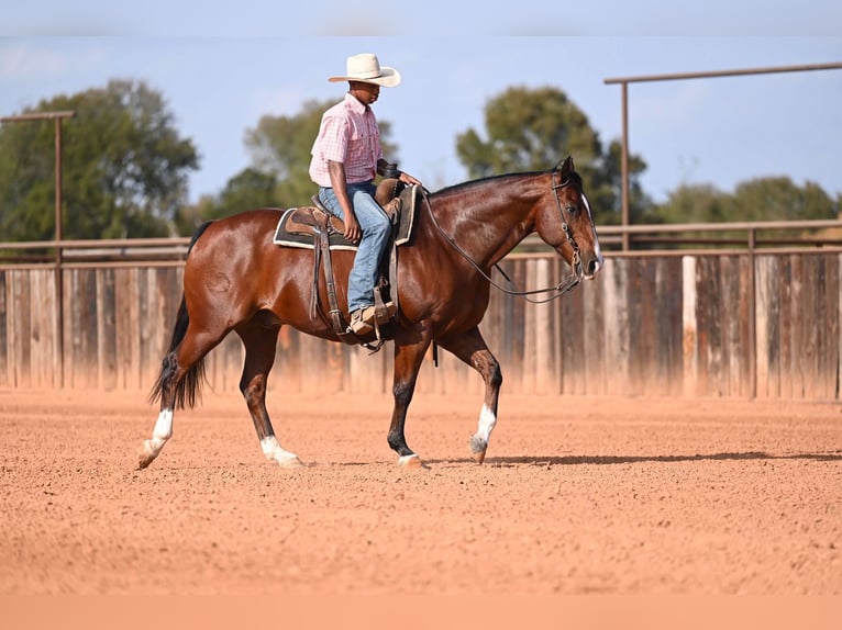 American Quarter Horse Wallach 12 Jahre 160 cm Rotbrauner in Mount Vernon American Quarter Horse Wallach 12 Jahre 160 cm Rotbrauner in Mount Vernon