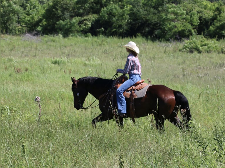 American Quarter Horse Wallach 12 Jahre 160 cm Rotbrauner in Carthage