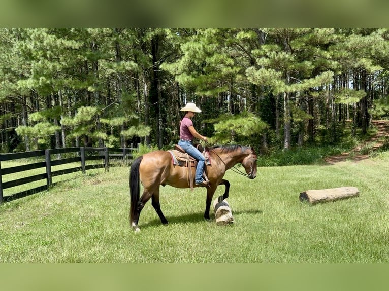 American Quarter Horse Wallach 12 Jahre 163 cm Buckskin in Johnston