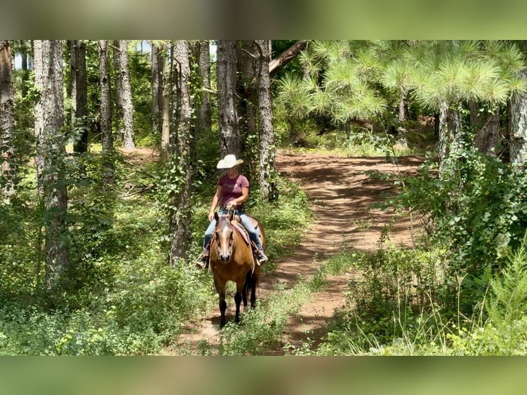 American Quarter Horse Wallach 12 Jahre 163 cm Buckskin in Johnston