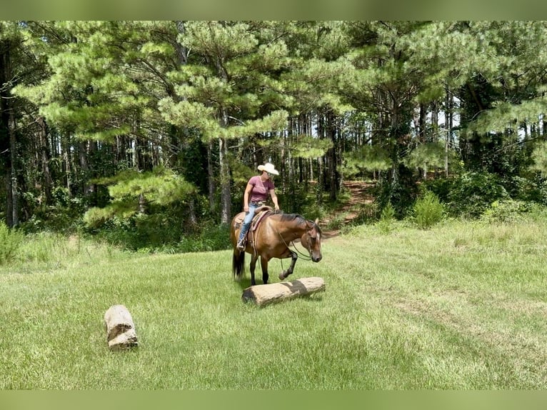 American Quarter Horse Wallach 12 Jahre 163 cm Buckskin in Johnston