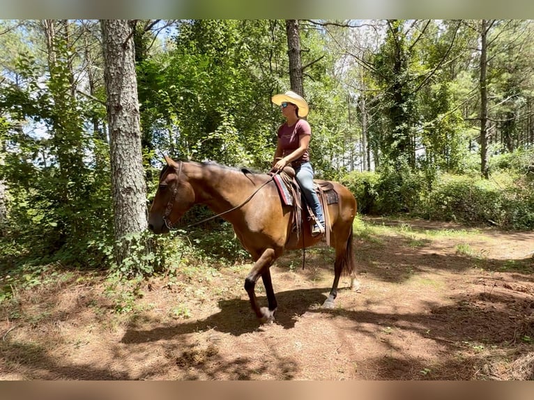 American Quarter Horse Wallach 12 Jahre 163 cm Buckskin in Johnston