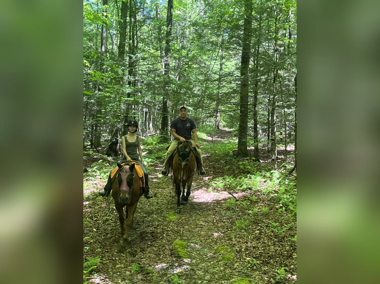 American Quarter Horse Wallach 12 Jahre 163 cm Buckskin in Johnston