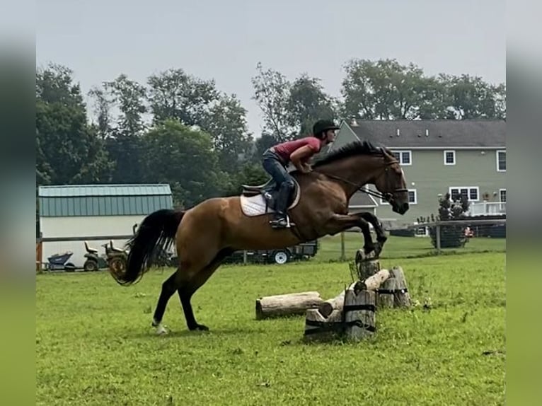 American Quarter Horse Wallach 12 Jahre 163 cm Buckskin in Johnston