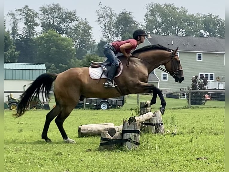American Quarter Horse Wallach 12 Jahre 163 cm Buckskin in Johnston