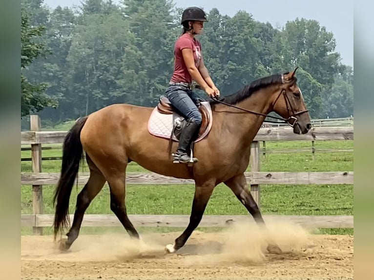 American Quarter Horse Wallach 12 Jahre 163 cm Buckskin in Johnston