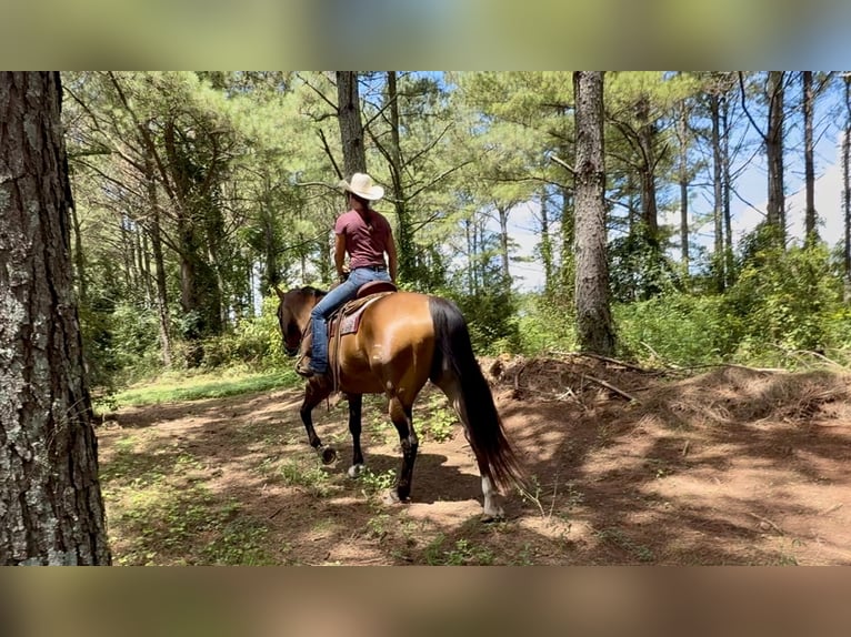 American Quarter Horse Wallach 12 Jahre 163 cm Buckskin in Johnston