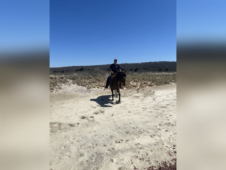 American Quarter Horse Wallach 12 Jahre 163 cm Buckskin in Johnston