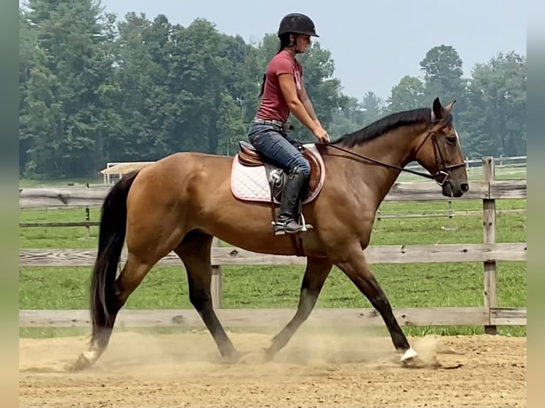 American Quarter Horse Wallach 12 Jahre 163 cm Buckskin in Johnston