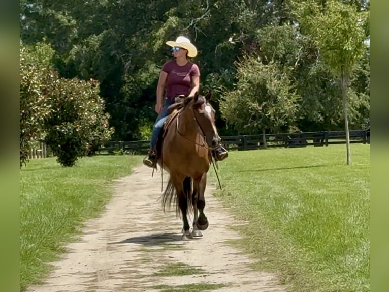 American Quarter Horse Wallach 12 Jahre 163 cm Buckskin in Johnston