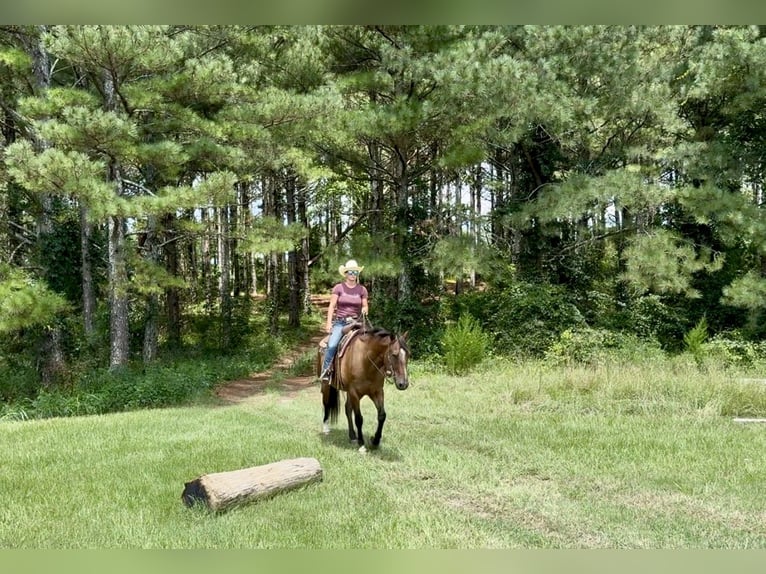 American Quarter Horse Wallach 12 Jahre 163 cm Buckskin in Johnston