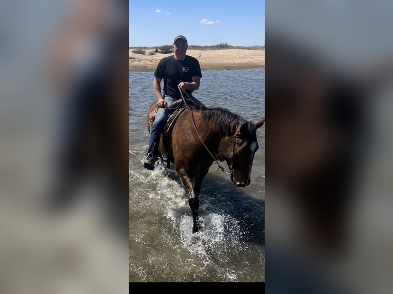 American Quarter Horse Wallach 12 Jahre 163 cm Buckskin in Johnston