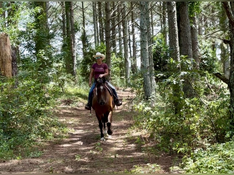 American Quarter Horse Wallach 12 Jahre 163 cm Buckskin in Johnston