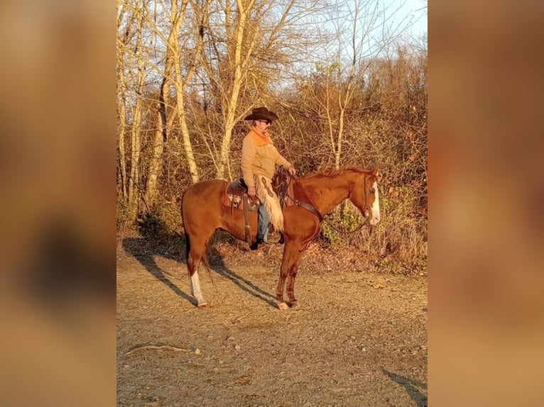 American Quarter Horse Wallach 12 Jahre 163 cm Dunkelfuchs in Chambersburg