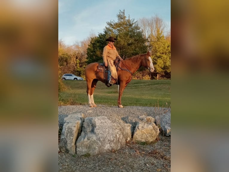 American Quarter Horse Wallach 12 Jahre 163 cm Dunkelfuchs in Chambersburg