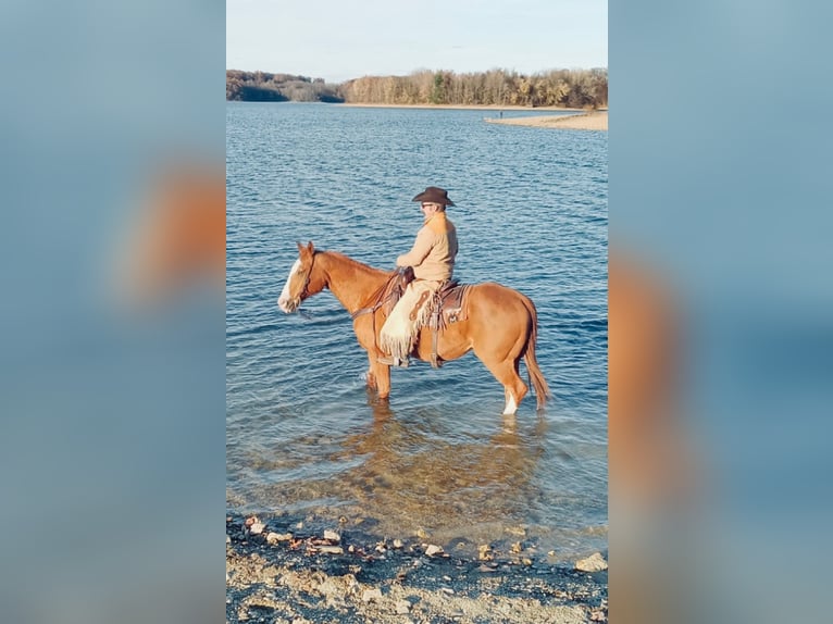 American Quarter Horse Wallach 12 Jahre 163 cm Dunkelfuchs in Chambersburg