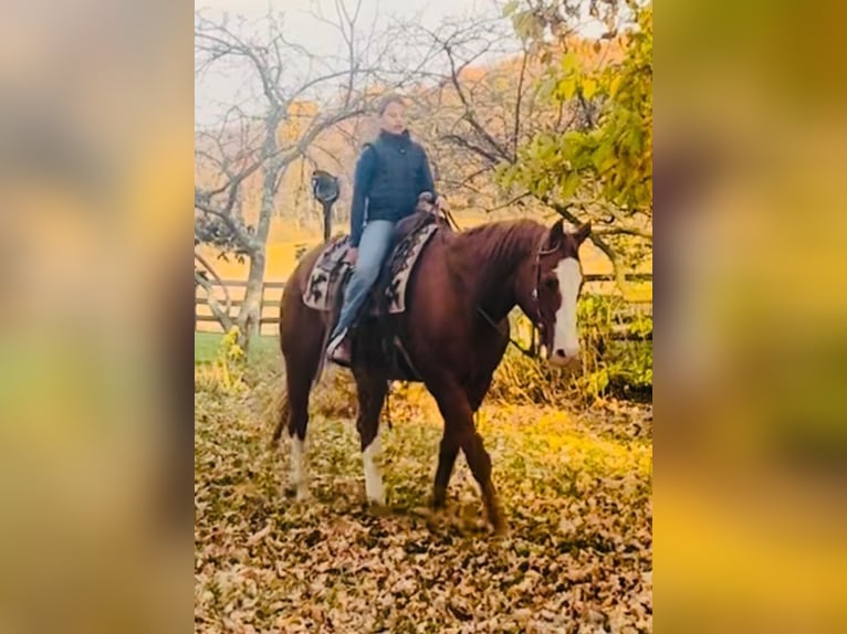 American Quarter Horse Wallach 12 Jahre 163 cm Dunkelfuchs in Chambersburg