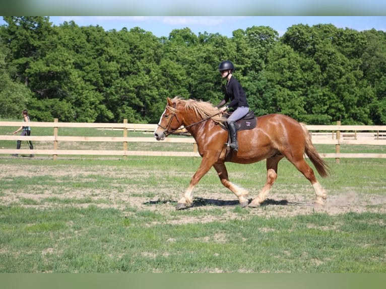 American Quarter Horse Wallach 12 Jahre 163 cm Dunkelfuchs in Howell MI