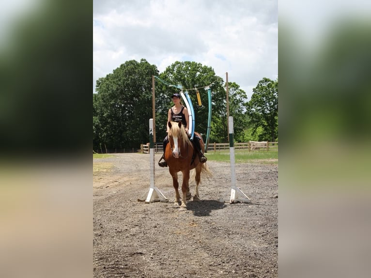 American Quarter Horse Wallach 12 Jahre 163 cm Dunkelfuchs in Howell MI