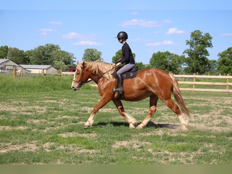 American Quarter Horse Wallach 12 Jahre 163 cm Dunkelfuchs in Howell MI