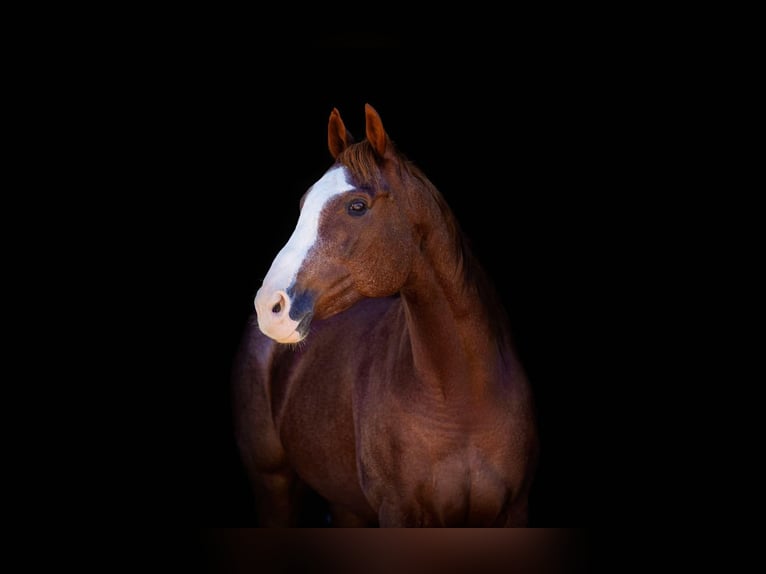 American Quarter Horse Wallach 12 Jahre 163 cm Dunkelfuchs in Weatherford Tx