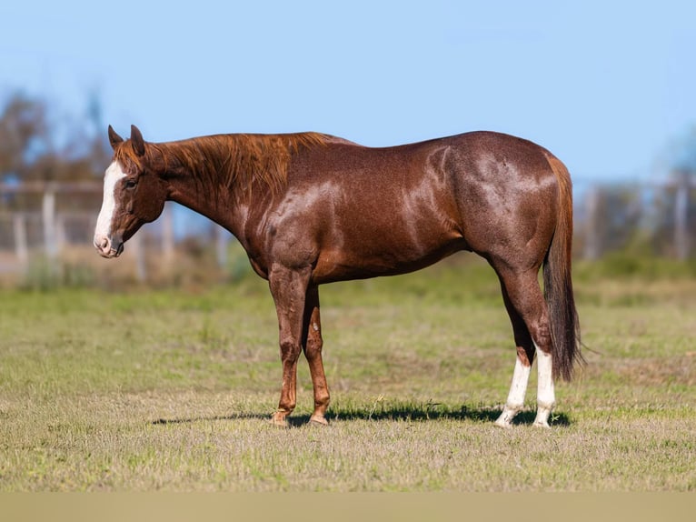 American Quarter Horse Wallach 12 Jahre 163 cm Dunkelfuchs in Weatherford Tx