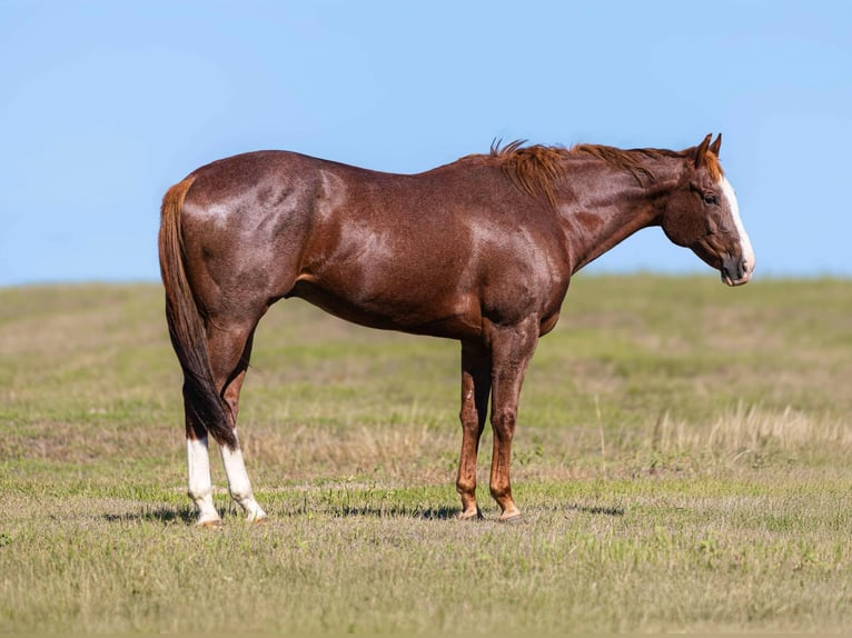 American Quarter Horse Wallach 12 Jahre 163 cm Dunkelfuchs in Weatherford Tx