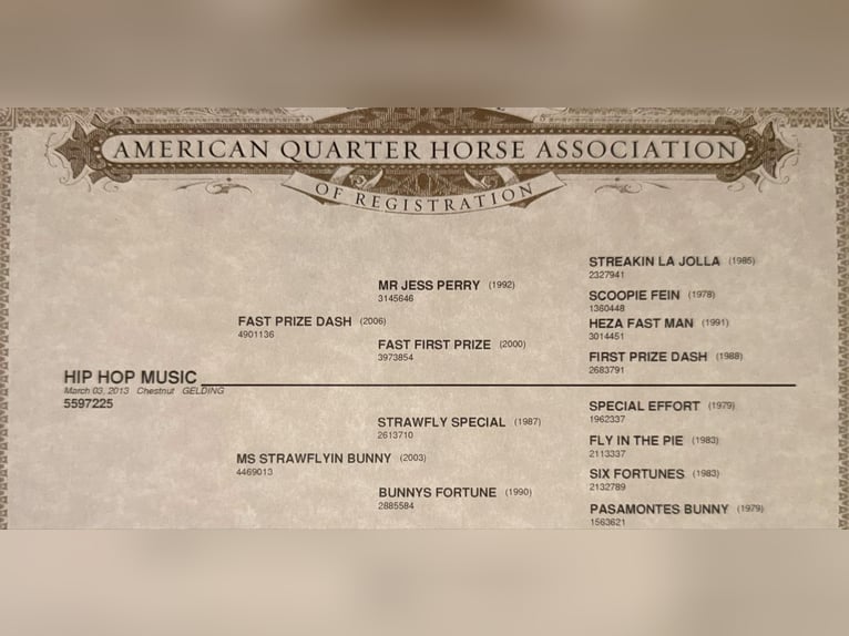 American Quarter Horse Wallach 12 Jahre 163 cm Dunkelfuchs in Weatherford Tx
