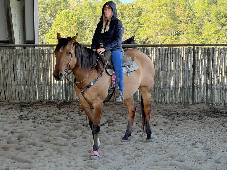 American Quarter Horse Wallach 12 Jahre 163 cm Falbe in Defuniak Springs Florida