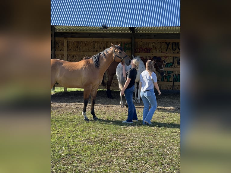American Quarter Horse Wallach 12 Jahre 163 cm Falbe in Defuniak Springs Florida
