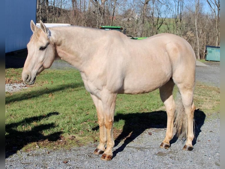 American Quarter Horse Mix Wallach 12 Jahre 163 cm Palomino in Allentown, NJ