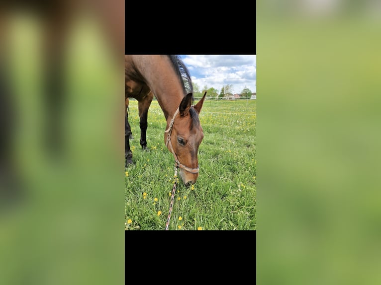 American Quarter Horse Wallach 12 Jahre 163 cm  in Wolferstadt