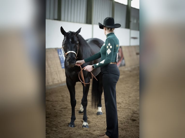 American Quarter Horse Wallach 12 Jahre 163 cm Rappe in TrierTrier