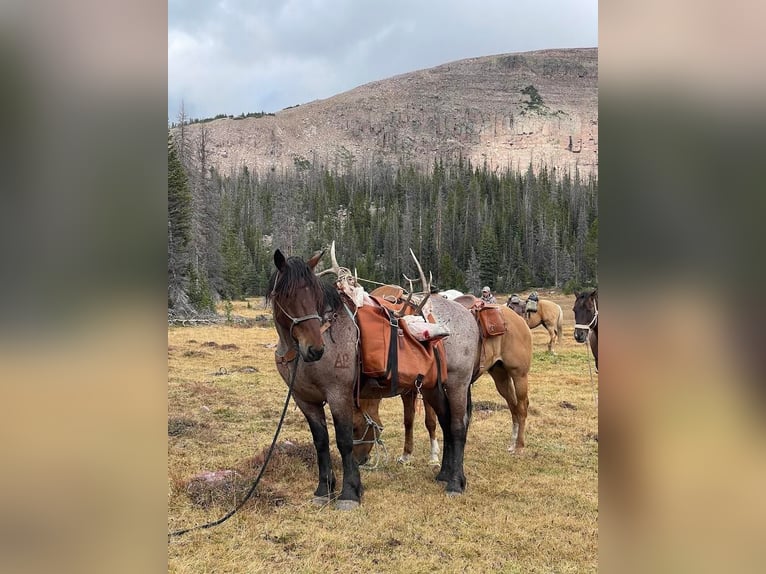 American Quarter Horse Wallach 12 Jahre 163 cm Roan-Bay in Herber City, UT