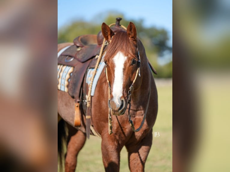 American Quarter Horse Wallach 12 Jahre 163 cm Roan-Red in Terrell