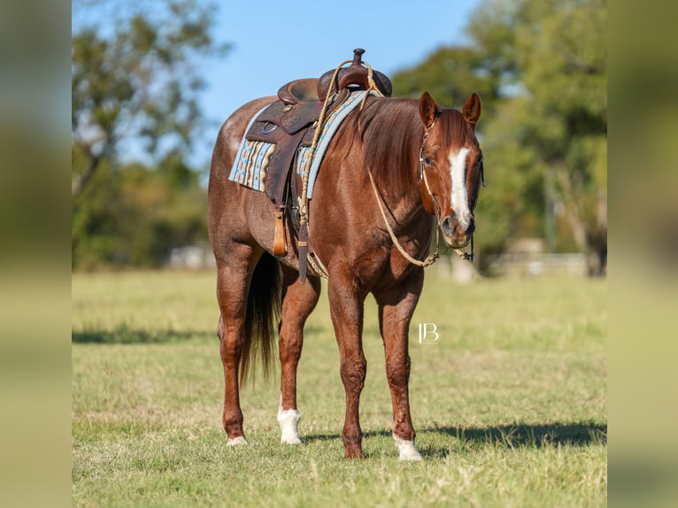 American Quarter Horse Wallach 12 Jahre 163 cm Roan-Red in Terrell
