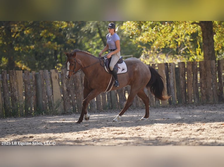 American Quarter Horse Wallach 12 Jahre 163 cm Roan-Red in Terrell