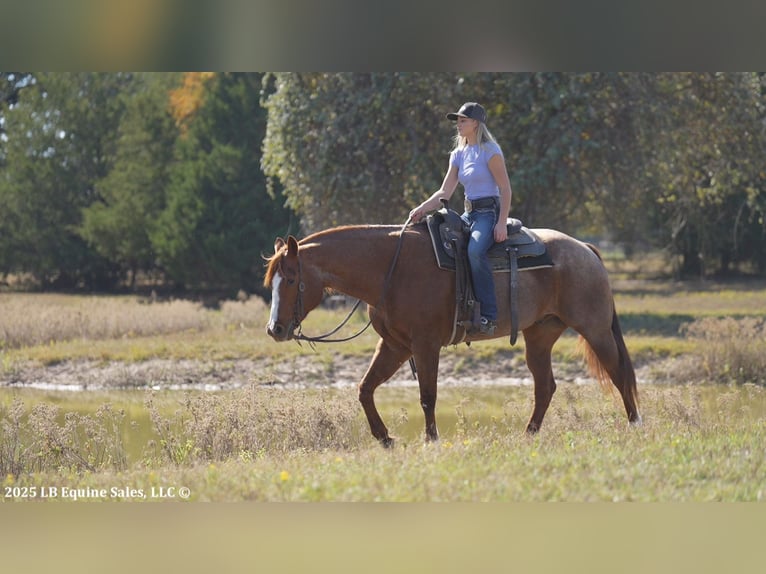 American Quarter Horse Wallach 12 Jahre 163 cm Roan-Red in Terrell