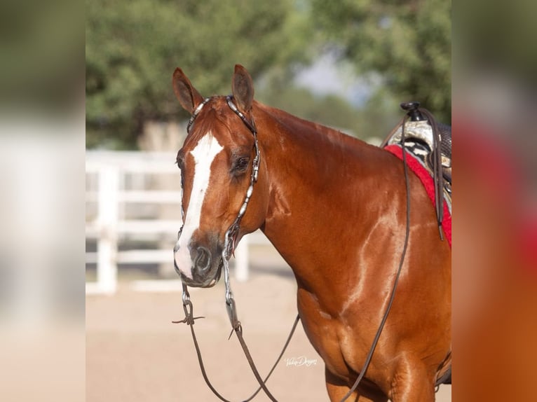American Quarter Horse Wallach 12 Jahre 163 cm Rotfuchs in Rochester
