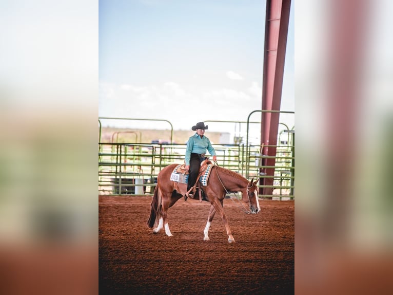 American Quarter Horse Wallach 12 Jahre 163 cm Rotfuchs in Rochester