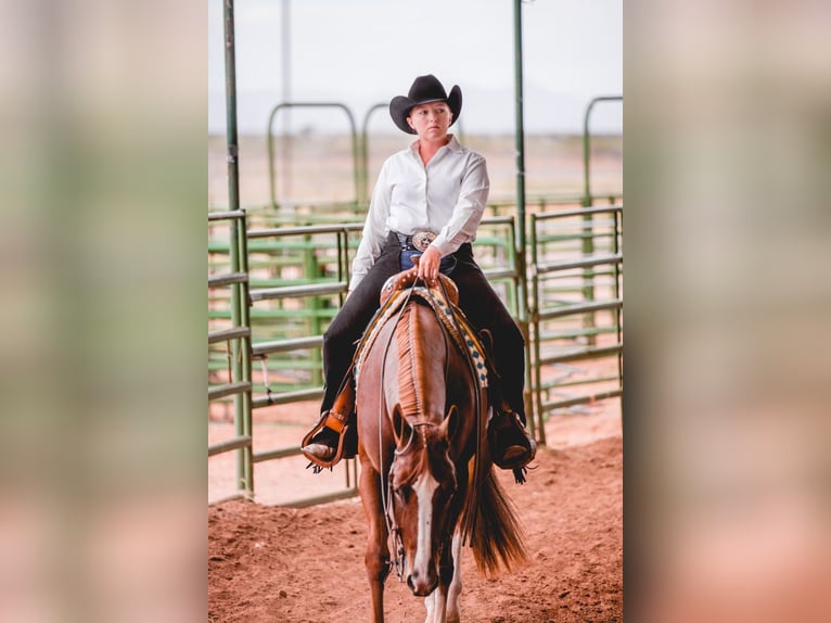 American Quarter Horse Wallach 12 Jahre 163 cm Rotfuchs in Rochester