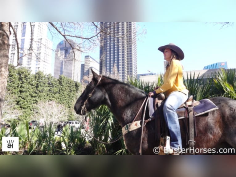 American Quarter Horse Wallach 12 Jahre 165 cm Roan-Blue in weatherford TX